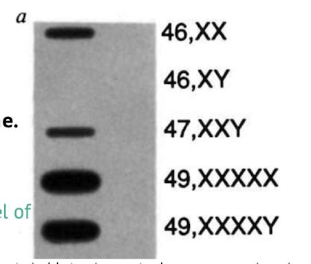 Genetics Sex Linkage Flashcards Quizlet