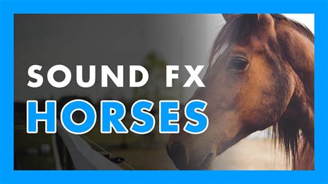 Horses Sounds Sound Effect 🐎🔊 Youtube