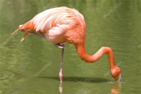 Flamingo eating — Stock Photo © Joingate #1980088