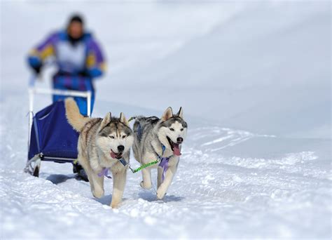 Dog Sledding