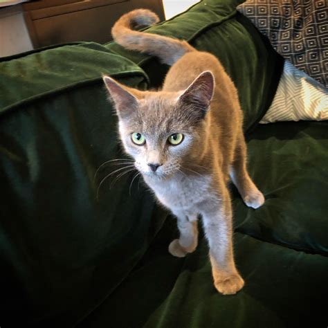I just adopted my first cat, Reddit say hello to Vladimir : cats