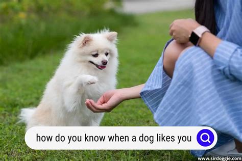 14 Ways To Know A Dog Likes You