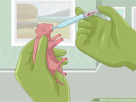 How To Feed A Baby Squirrel 15 Steps With Pictures Wikihow