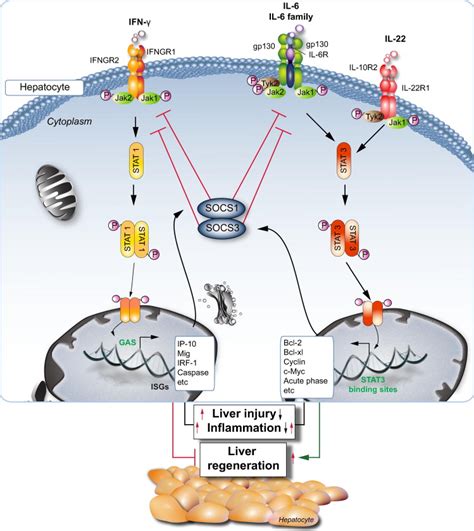hepatocyte stat  stat  liver injury inflammation