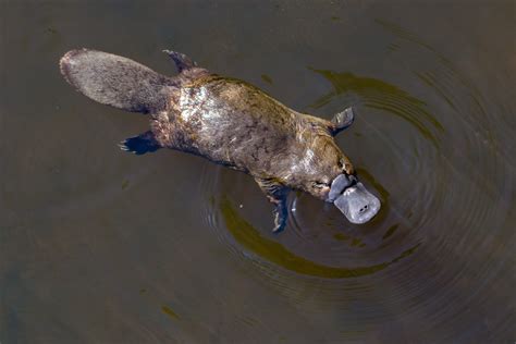 platypus animal facts 7