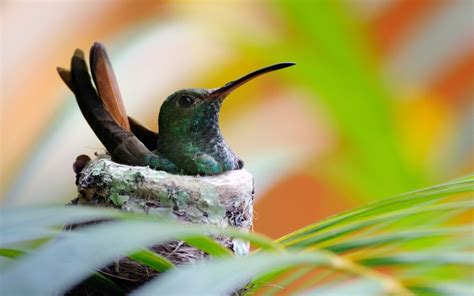 Fond D Cran Des Oiseaux Animaux La Nature Les Plantes Macro