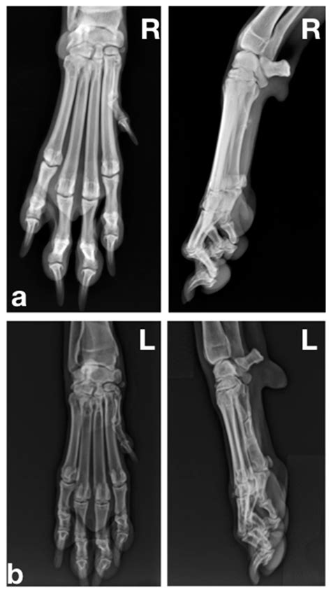 Dog Foot Xray at Glen Kyser blog