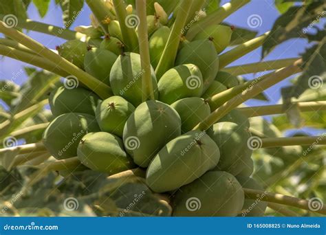 View Of Papaya Tree With Detailed Growing Papayas Typically Tropical