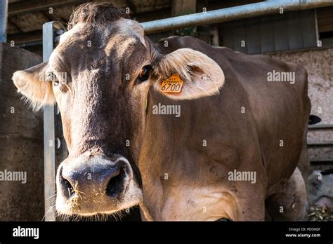 Dairy Cow Portrait Low Angle Hi Res Stock Photography And Images Alamy