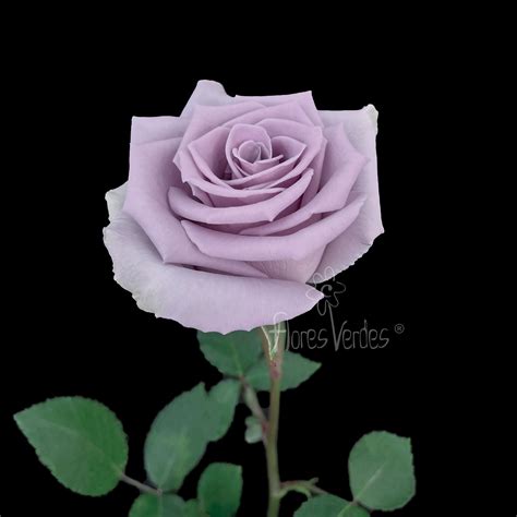 Shocking Blue – Flores Verdes