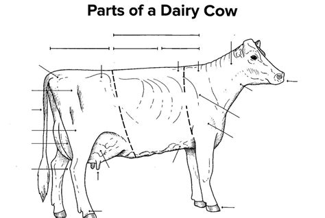 Parts Of A Dairy Cow Diagram Quizlet