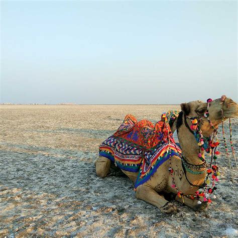 Rann Of Kutch N D Trip