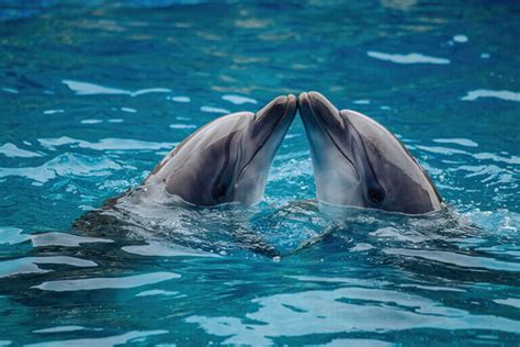 Animais Que Fazem Sexo Por Prazer - Você conhece animais que fazem sexo por prazer? - Meus Animais