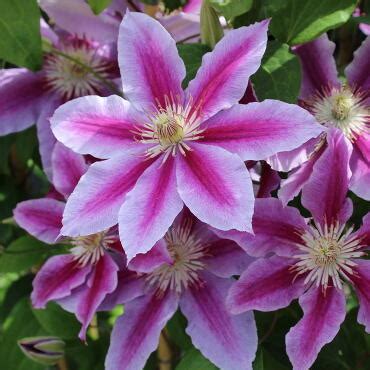 Вторая (слабая) - Клематис - Многолетние - Каталог - Sadsigolochki.ru