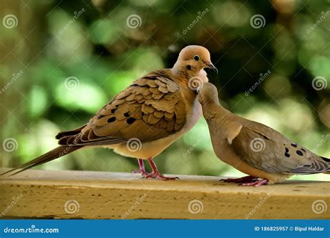 A Pair Of Mourning Doves Busy In Foreplay Before Mating Stock Image Image Of Mating Foreplay