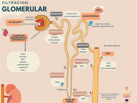 Formula Para Calcular El Filtrado Glomerular Printable Templates Free