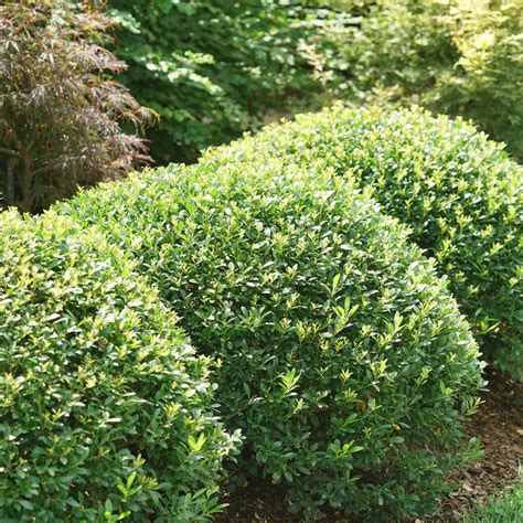 Inkberry Holly | Strongbox® | Proven Winners® Shrubs – Proven Winners