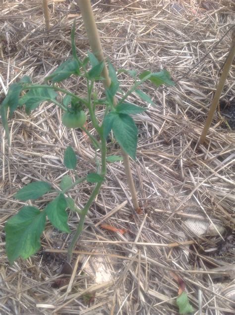 2 00PM Water Cooler 7 12 2017 Naked Capitalism