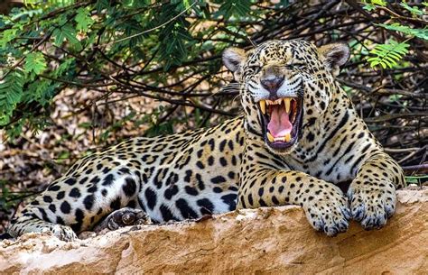 Caracteristicas Da Onca Pintada - Onça-pintada ou Jaguar: maior espécie de felino das américas