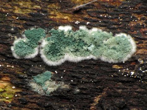 trichoderma fungi van damme mendo nov  inaturalist