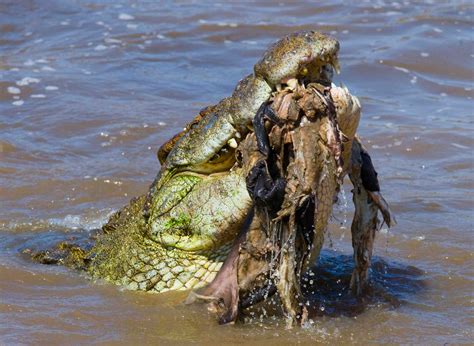 Alligator Vs Crocodile Whats The Difference
