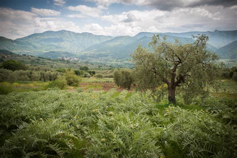 Xii Edizione Di Bianco Tanagro Torna Il Festival Del Carciofo Bianco