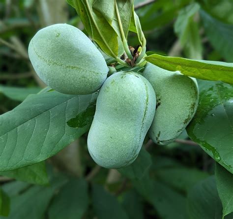 Veredelte Indianerbanane `marias Joy´ Asimina Triloba Artländer