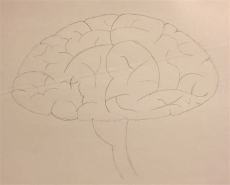 A Simple Drawing Of A Brain See The Cartoon Version On Wikihow