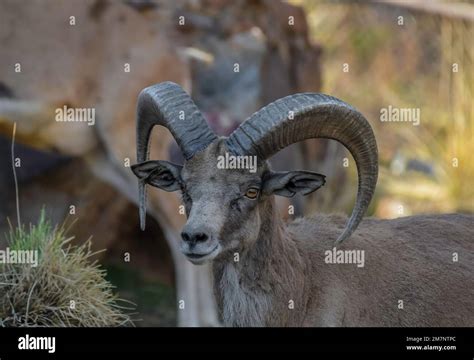 Bighorn Sheep Or Mountain Sheep Ram With Big Horns Native Of North