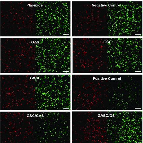 Knockdown Of Gfp Gene In Hek A Cells With Or Without A Different