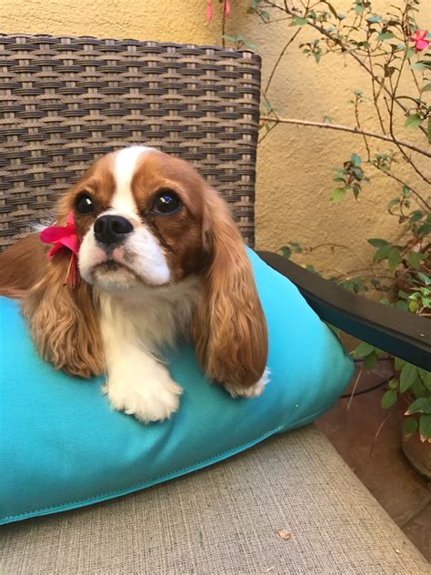 WOODLAND CAVALIERS: Beautiful Lola!