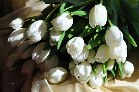 Белые Тюльпаны Обои На Рабочий Стол - 56 фото