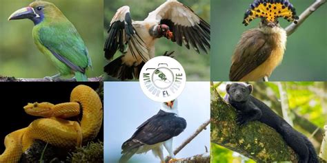 pizote birding nomad nature travel