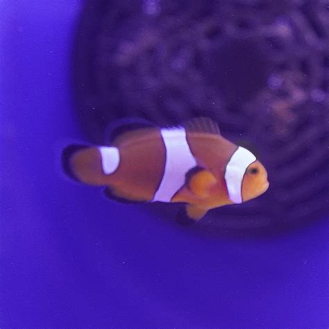 Photon Black Clownfish Koral King
