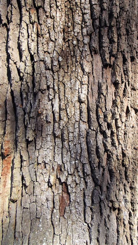 Free photo: live oak tree, bark, brown, grey, texture, oak, nature ...