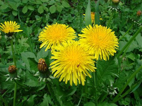 Nahuby.sk - Fotografia - púpava lekárska Taraxacum officinale auct. non ...