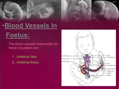 Foetal circulation ppt | PPTX