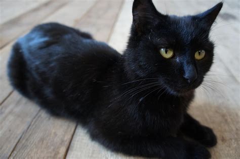 photo  cat  black cats pet  image  pixabay