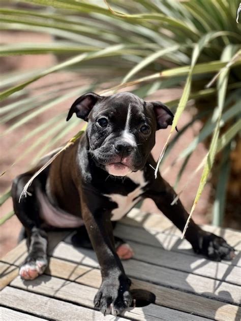 Mancha Wagging Tails Rescue