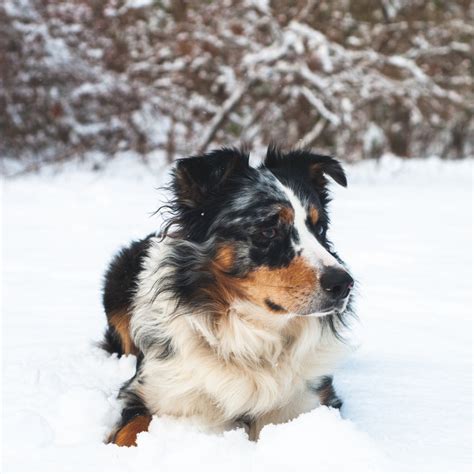 Brown Australian Shepherd
