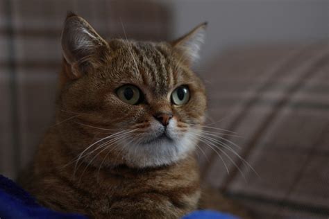 Chat Qui Les Pupilles Dilat Es Tout Ce Qu Il Faut Savoir Nature De Chat