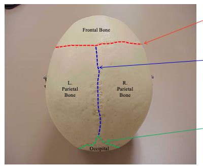 Sutures Diagram Quizlet