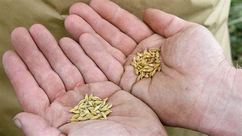 Naked Barley Harvested In UK For First Time In 80 Years Farmers Weekly