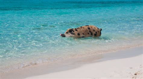 Swimming Island Pigs stock image. Image of staniel, spot - 33201195