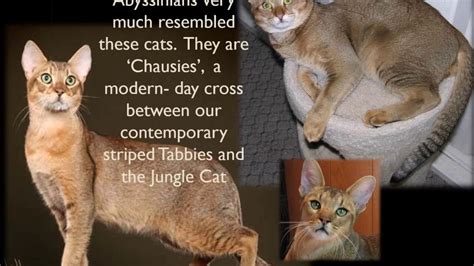 history  origins   abyssinian      hhct