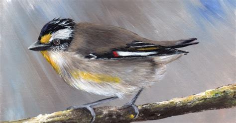 Janet M Graham S Painting Blog Striated Pardalote No In Acrylics