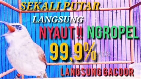 Sekali Putar TRUCUK MU Langsung NYAUT NGROPEL 99 9 Langsung