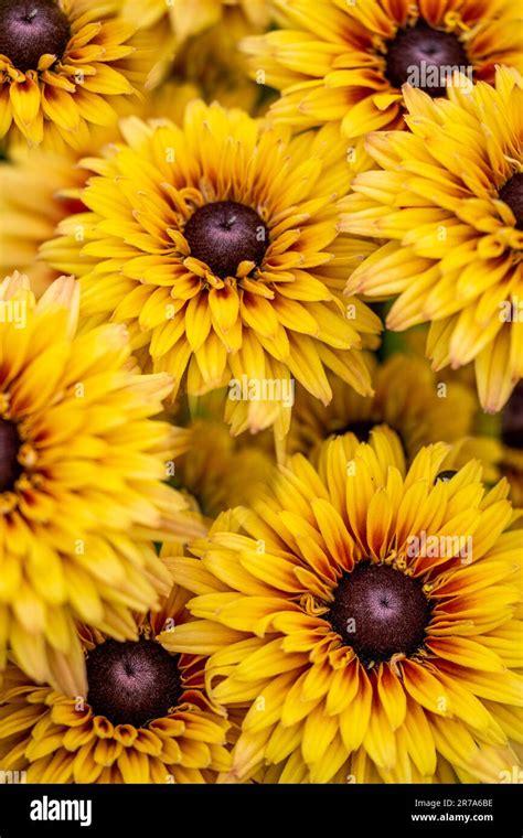 Distinctive Black Eyed Susan Rudbeckia Hirta Flowers On Display