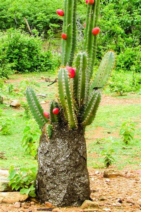 Mandacaru Cereus jamacaru Idéias de jardinagem Plantas Especies