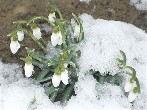 Лилия | Алексей Баранов